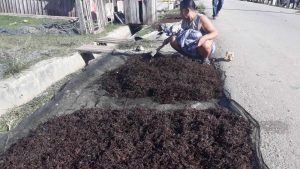 Musim Panas Jadi Masa Peceklik Petani Rumput Laut