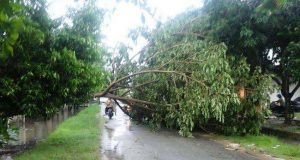 DLHK Kendari Antisipasi Pohon Ambruk Karena Hujan