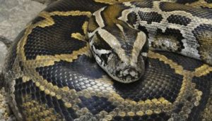 Jelajah Hutan, Siswa SMP Tewas Digigit Ular