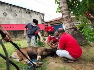Berkurban di Kelurahan Punggaloba, Kota Kendari, Masyarakat: Terima Kasih Bapak Andi Sulolipu