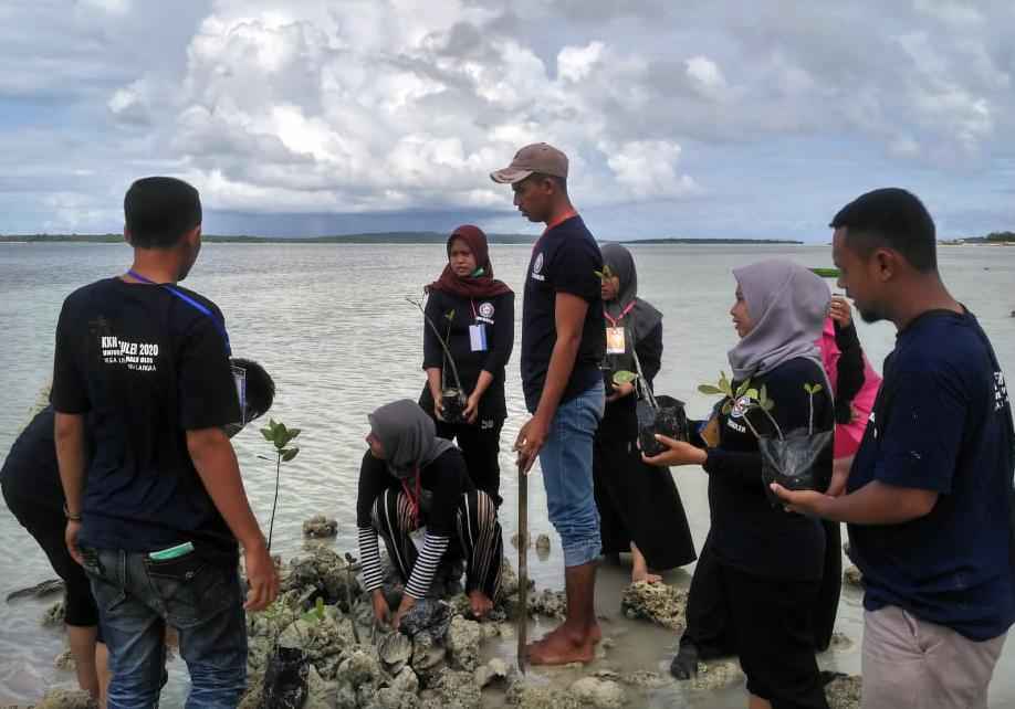 Mahasiswa KKN Reguler UHO di Wakatobi Lakukan Penanaman Mangrove di Pantai