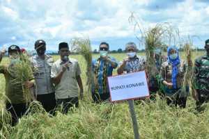 Bupati Konawe Serius Urus Petani, Hasil Panen Tembus 9,5 Ton Per Hektar