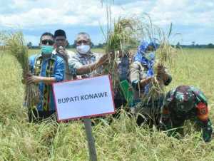 Bupati Konawe Serius Urus Petani, Hasil Panen Tembus 9,5 Ton Per Hektar