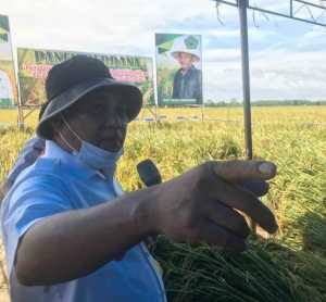 Bupati Minta Harga Gabah Naik, Dan Pemerintah Pusat Harus Pro Petani