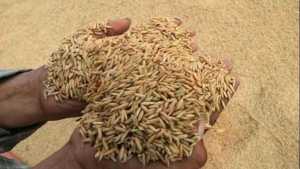 Harga Gabah Anjlok, DPRD Konawe: Pemda dan Bulog Kemana?