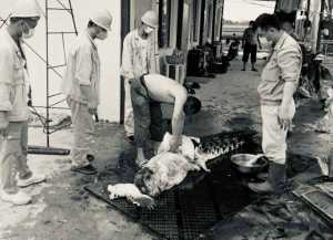 Kuliti Buaya, PT OSS Minta Maaf, Manajemen: TKA Membeli Dari Masyarakat