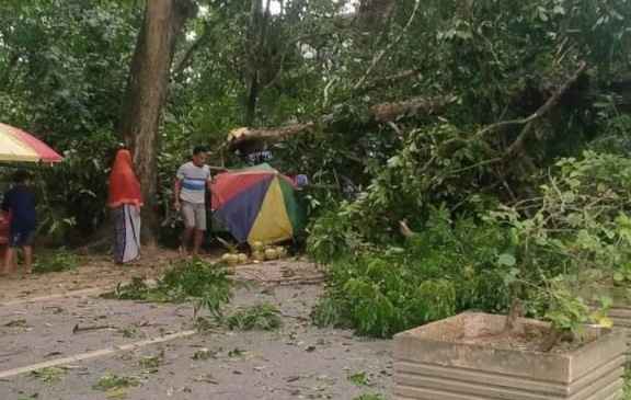 Angin Kencang Tumbangkan Pohon di Baruga, Pedagang di Pinggir Jalan Nyaris Jadi Korban