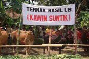Populasi Sapi Hasil Program Kawin Suntik di Konawe Capai 61 Ribu Ekor