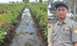 Ini Cara Kurangi Dampak Serangan Hama Versi Balitbang Konawe