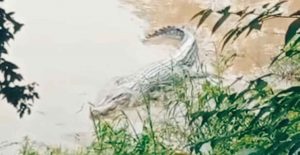 Warga Bantaran Kali Pohara Ronda Malam Untuk Cegah Buaya Masuk ke Pemukiman 