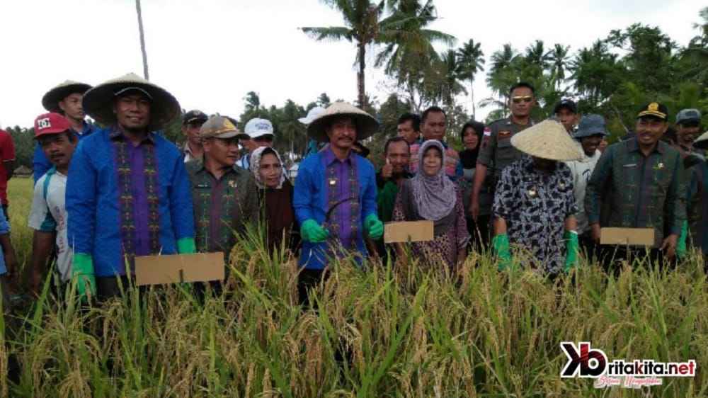 Target Swasembada Beras Tahun 2025, Dinas Pertanian Konkep Cetak 500 Hektar Sawah