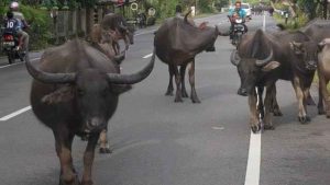 Warga Simeulue Keluhkan Hewan Ternak Berkeliaran di Jalan Raya, Khawatir Akibatkan Kecelakaan