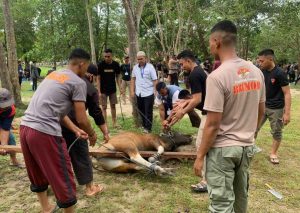 Idul Adha 2022, Brimob Polda Sultra Sembelih 60 Hewan Kurban