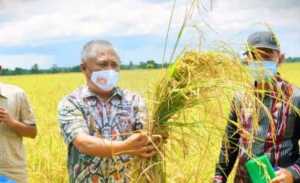 KSK Minta Presiden Jokowi Beri Peluang Konawe Ekspor Beras ke Tiongkok