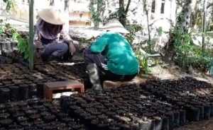 Dugaan Korupsi Pengadaan Bibit, Kejati Didesak Periksa Kadis Perkebunan Sultra