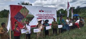 Pj Bupati Bombana Hadiri Panen Bawang Merah Perdana di Polut