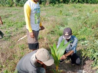 Hari Desa Asri Nusantara, PEMDES Ahuawatu Lakukan Penanaman 100 Pohon