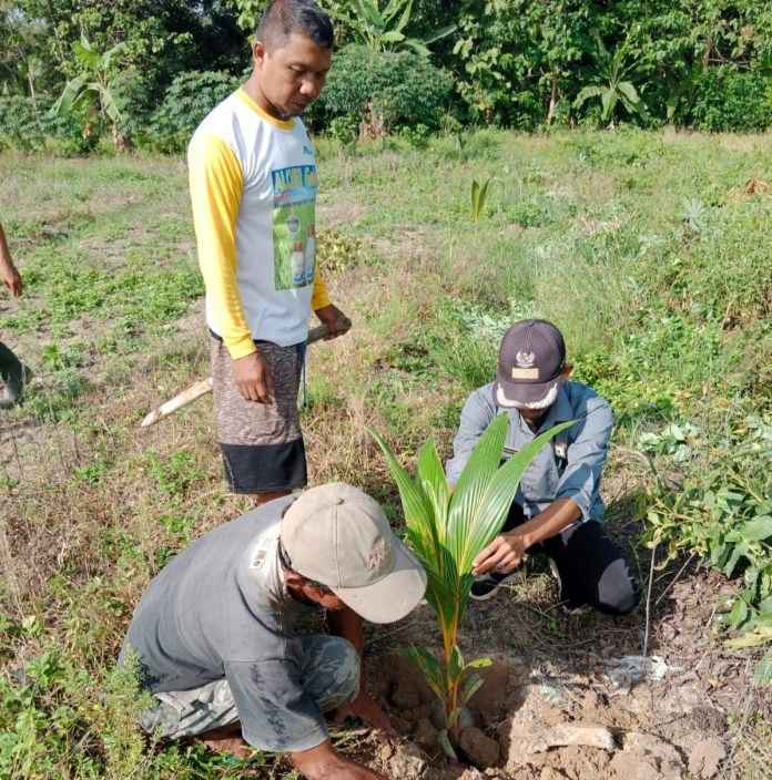 Hari Desa Asri Nusantara, PEMDES Ahuawatu Lakukan Penanaman 100 Pohon
