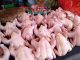 DLH Konawe Beri Kompensasi Bagi Penjual Ayam Potong Untuk Lengkapi Izinnya
