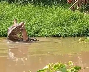 Cari Nafkah di Sungai, Warga Koltim di Terkam Buaya