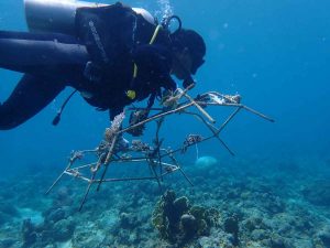 PT Antam dan BKSDA Sultra Kerjasama Transplantasi Terumbu Karang di Teluk Lasolo