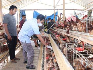 Turun ke Kandang Ikut Panen Telur Ayam,Pj Bupati Bombana Berharap Telur Jadi Pilihan