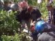 Helikopter Kepresidenan Picu Peristiwa Pohon Tumbang, Tujuh Warga Muna Terluka
