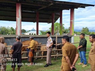 Ratusan Sapi Mati di Bombana, LKPD Desak Pemda Segera Lalukan Investigasi