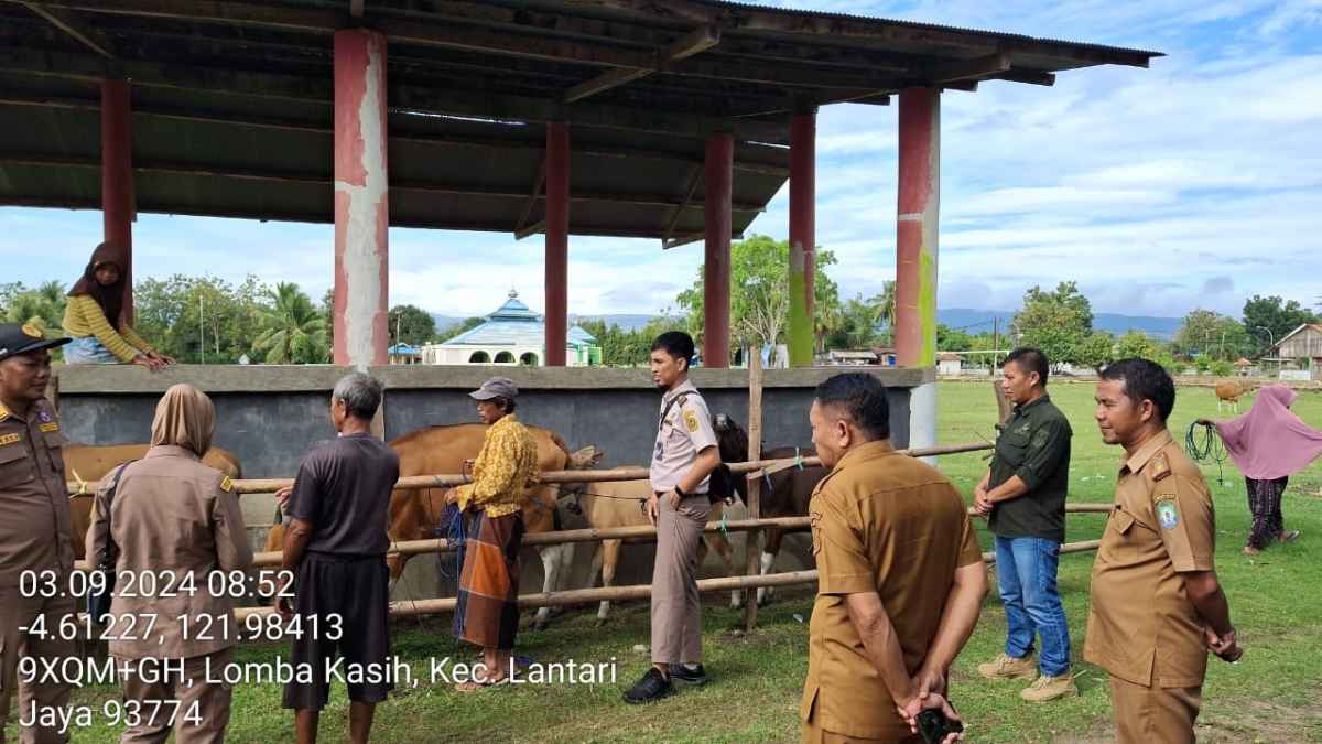 Ratusan Sapi Mati di Bombana, LKPD Desak Pemda Segera Lalukan Investigasi