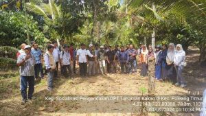 Tingkatkan Kualitas Petani, Distan Bombana Lalukan Sosialisasi OPT Kakao