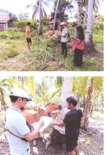 Ada Temuan BPK RI di Pengadaan Sapi Bombana, Ini Penjelasan Distan