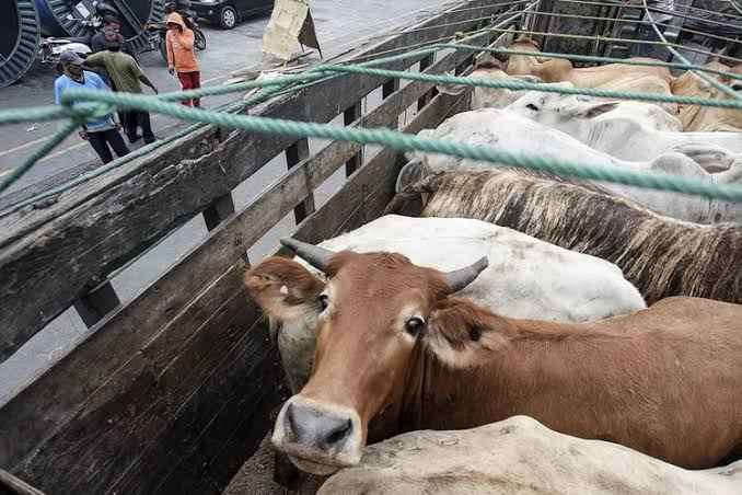 Ada Temuan BPK RI di Pengadaan Sapi Bombana, Ini Penjelasan Distan