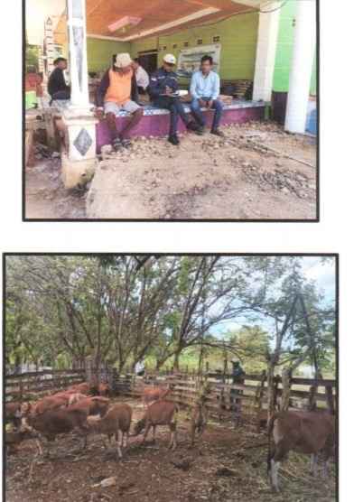 Ada Temuan BPK RI di Pengadaan Sapi Bombana, Ini Penjelasan Distan