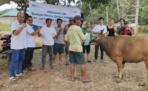 Hari Raya Idul Adha 1446 H, Antam UBPN Konut Salurkan 25 Ekor Sapi