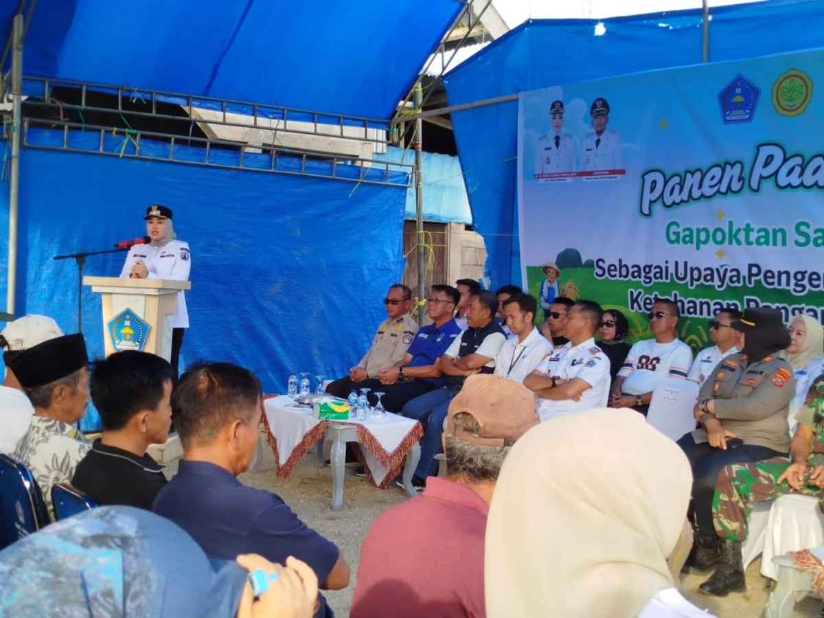 Kontribusi Pemkot Kendari Untuk Petani, Panen Padi di Kawasan Amohalo Melimpah