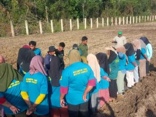 Demi meningkatkan Pengetahuan dan Kemampuan Dalam Bertani, Distan Konkep Gelar Pelatihan Teknis Holtikultura