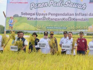 Kontribusi Pemkot Kendari Untuk Petani, Panen Padi di Kawasan Amohalo Melimpah