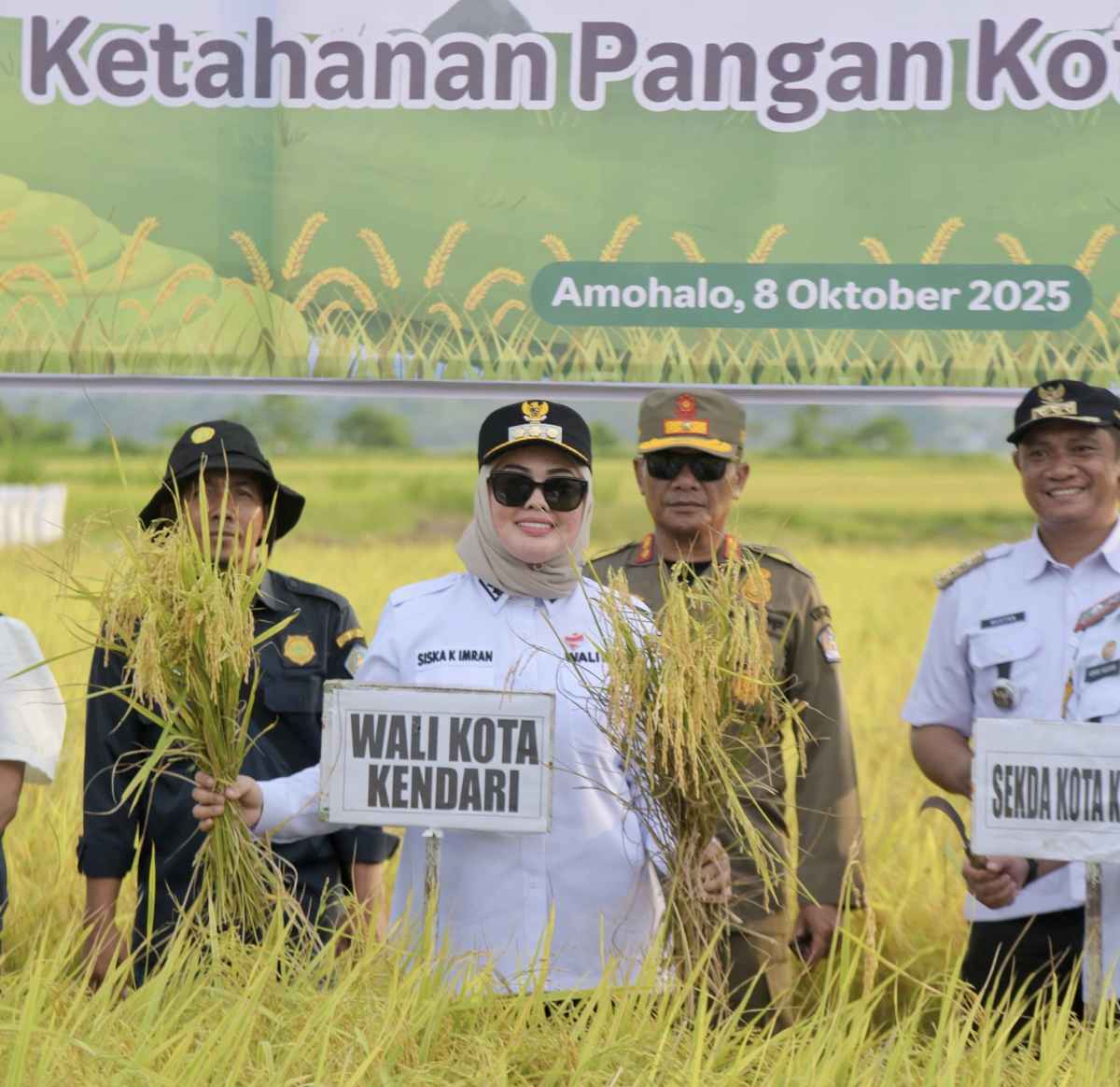 Kontribusi Pemkot Kendari Untuk Petani, Panen Padi di Kawasan Amohalo Melimpah