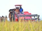 Panen Raya di Amohalo Bukti Komitmen Pemkot Kendari Mendukung Ketahanan Pangan