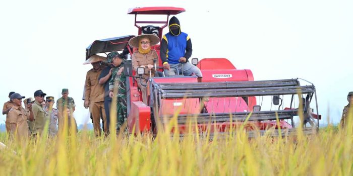 Panen Raya di Amohalo Bukti Komitmen Pemkot Kendari Mendukung Ketahanan Pangan