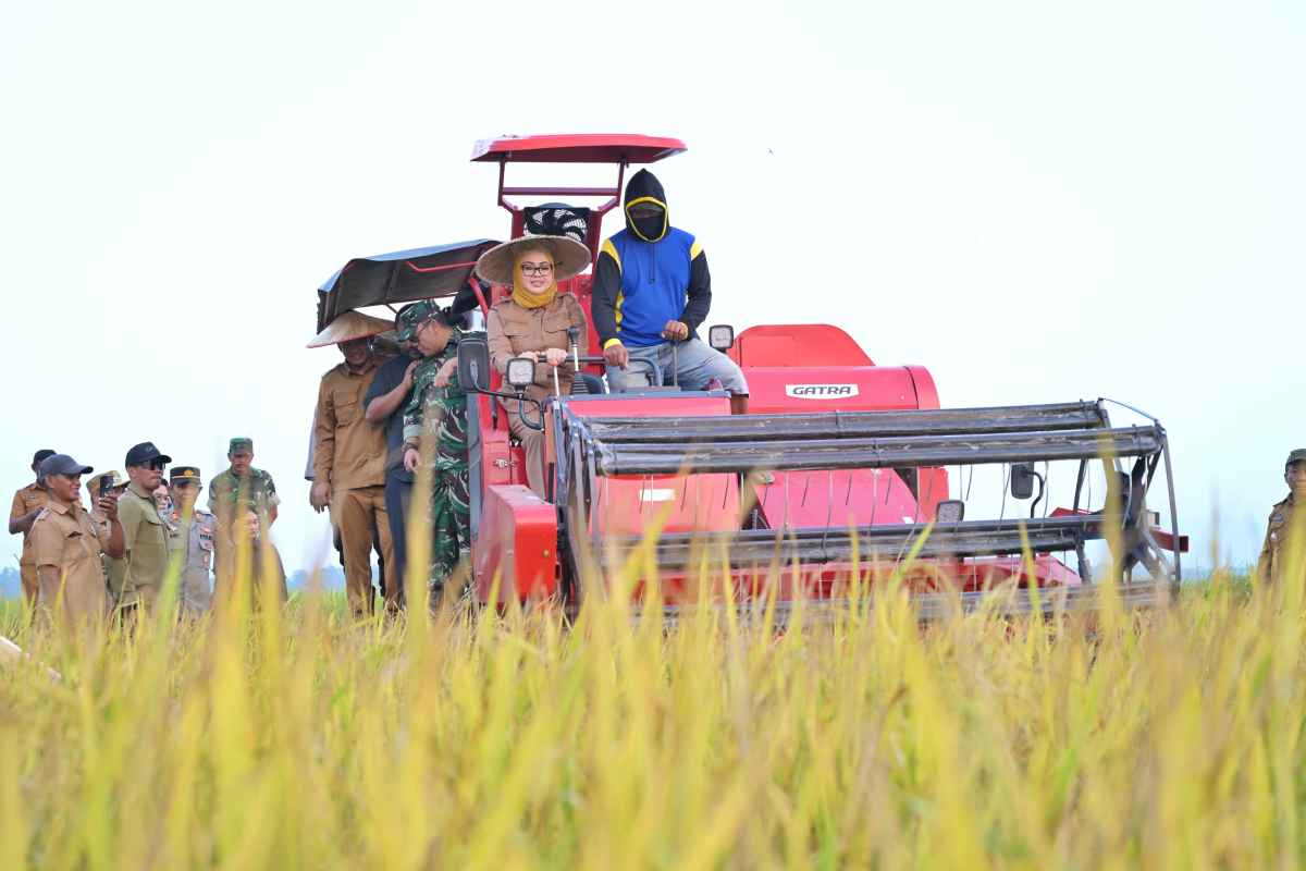 Panen Raya di Amohalo Bukti Komitmen Pemkot Kendari Mendukung Ketahanan Pangan